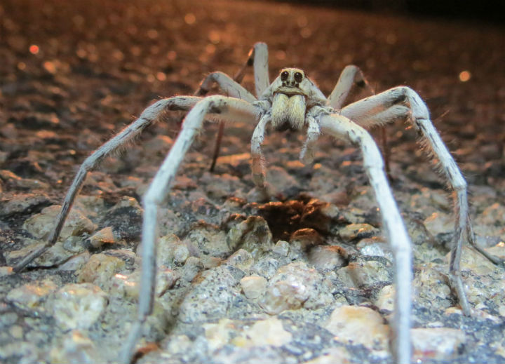 Giant Carolina Wolf Spider